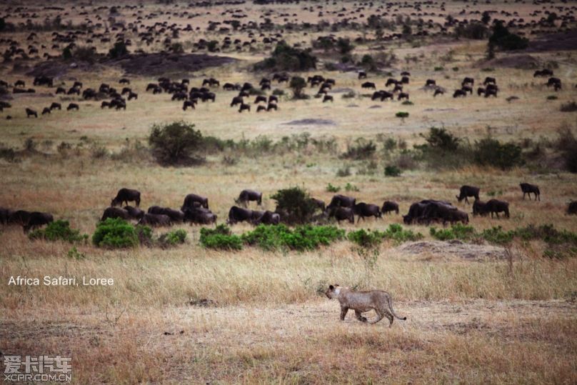Africa Safari--非洲动物之旅作业