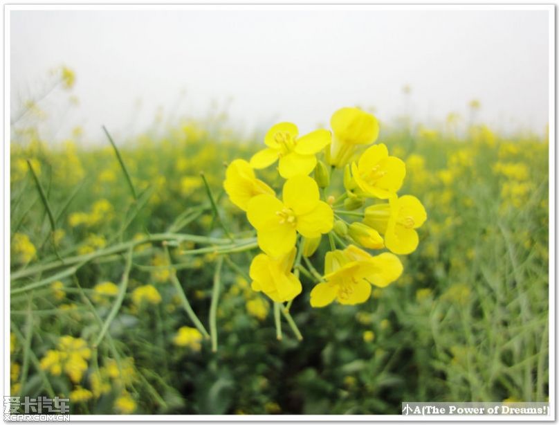 南国桃园赏桃花 高明千亩油菜花 高要回龙八卦