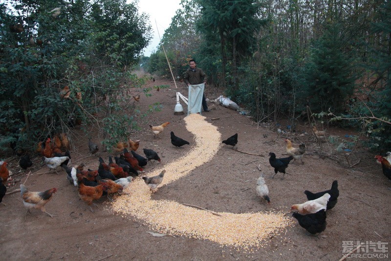 我的养鸡梦:关于养土鸡的成本分析。_深圳汽车