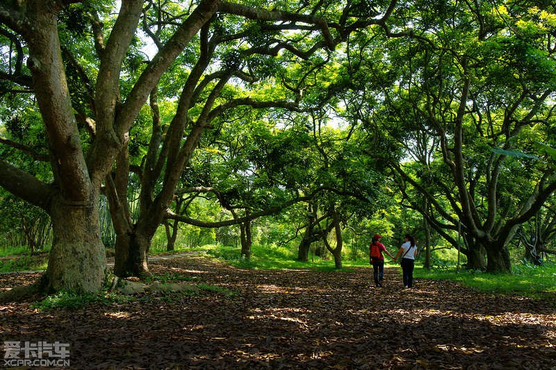 增城正果蒙花布村,湖心岛风景区