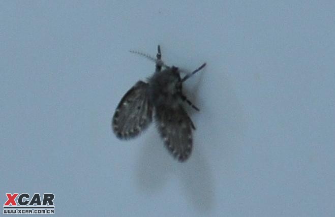 家里有很多黑色的小飞虫,比苍蝇小,飞的慢,是什