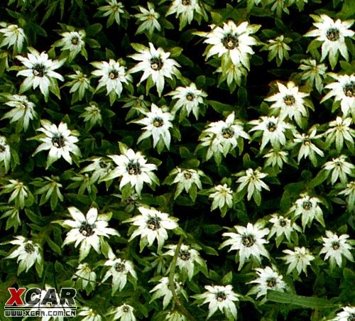 奥地利的国花火绒草有一个更加通俗和流行的名字叫做雪绒花.