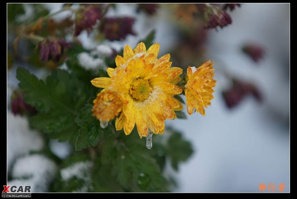 初雪班得瑞吉他简谱分享_初雪班得瑞吉他简谱