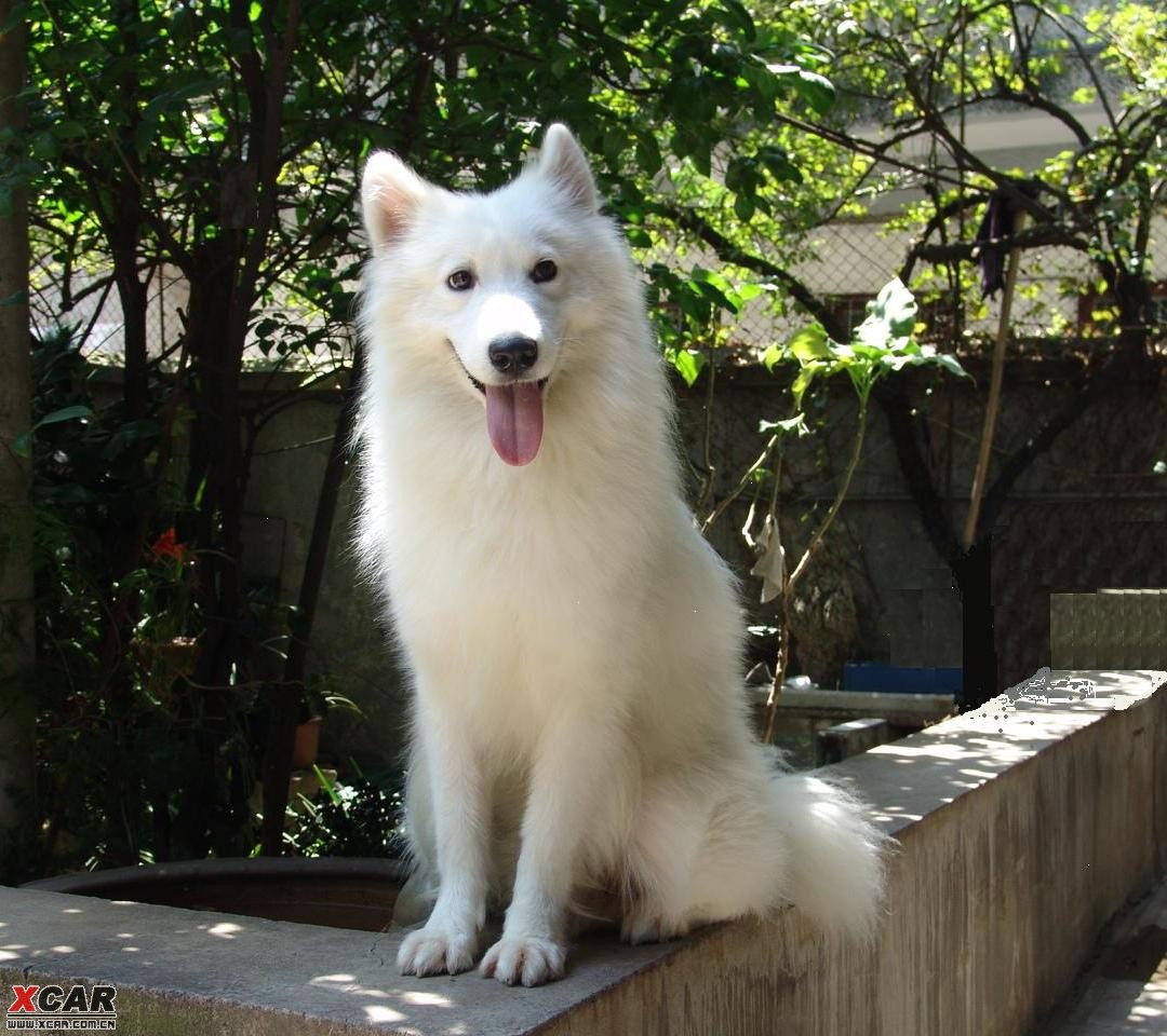 超可爱～～名犬的幼儿期精华