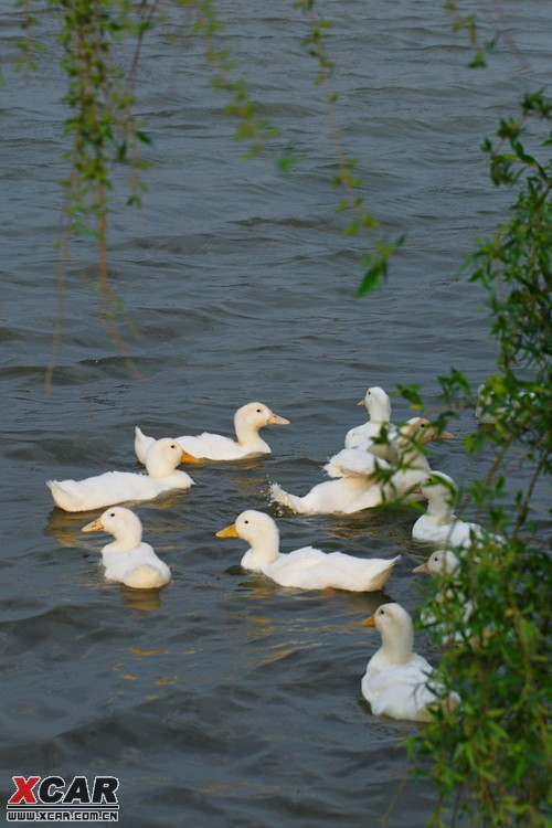 来了一群小鸭子,田园诗的畅想