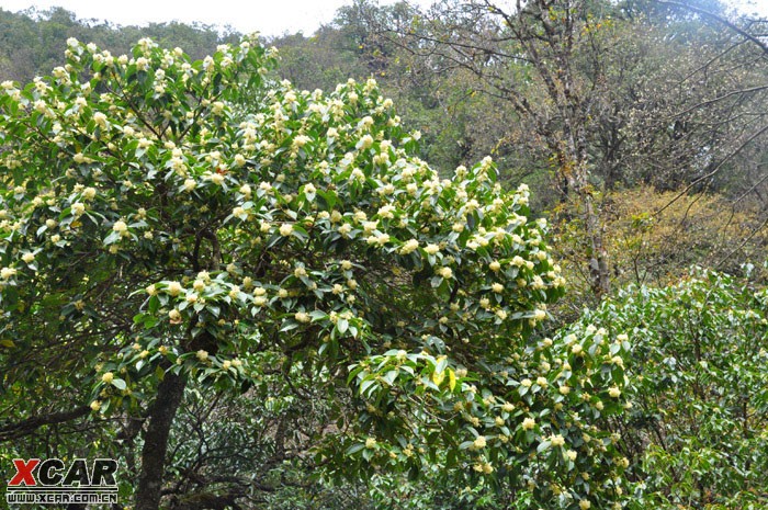 2010自驾东拉山赏春季彩林野桂花 酷走旅游网