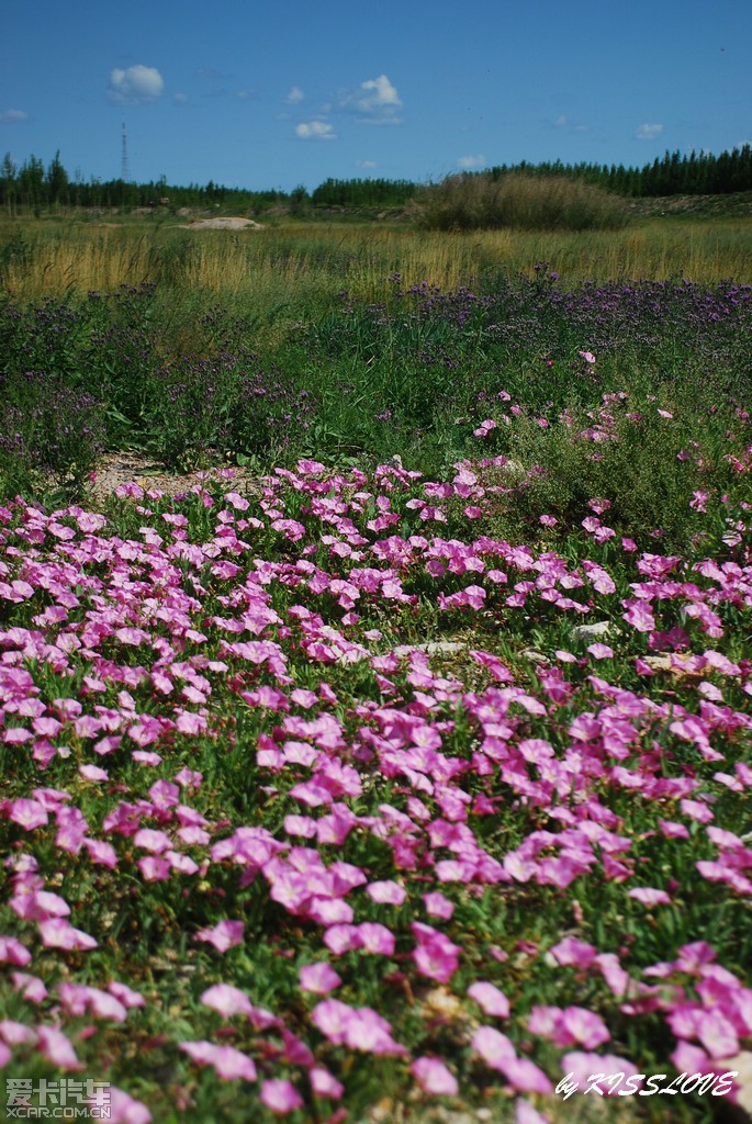 遍地野花