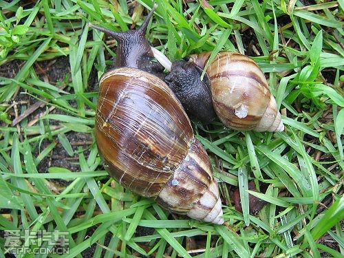 非洲大蜗牛交配时,会将长在头部侧边的生殖器官互相贴近,然后把交配器