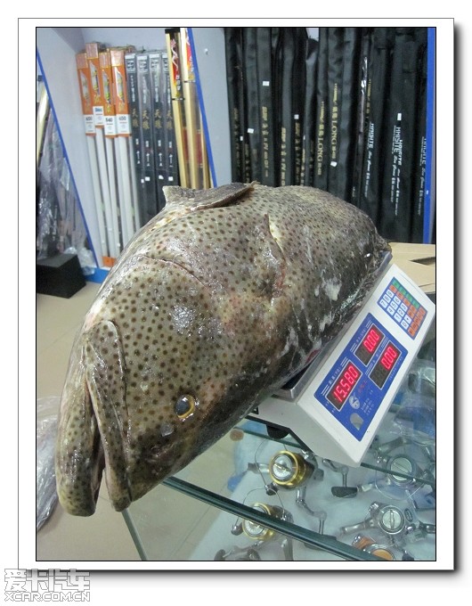 海南三亚爆钓巨型石斑鱼!