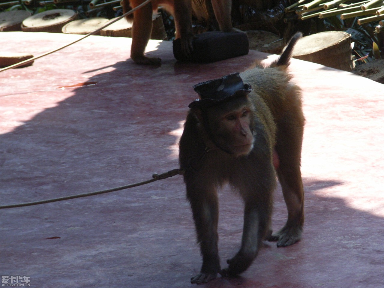 看过猴子戴帽子么嘿嘿