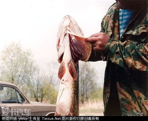 可怕的辐射:切尔诺贝利事故后的动物疯狂变异!