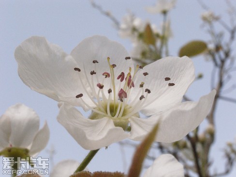 【精华】春天到了,美丽的库尔勒香梨花要绽放