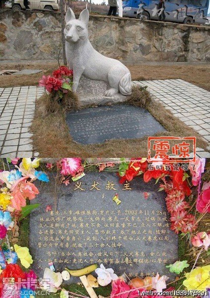 震撼…义犬救主!