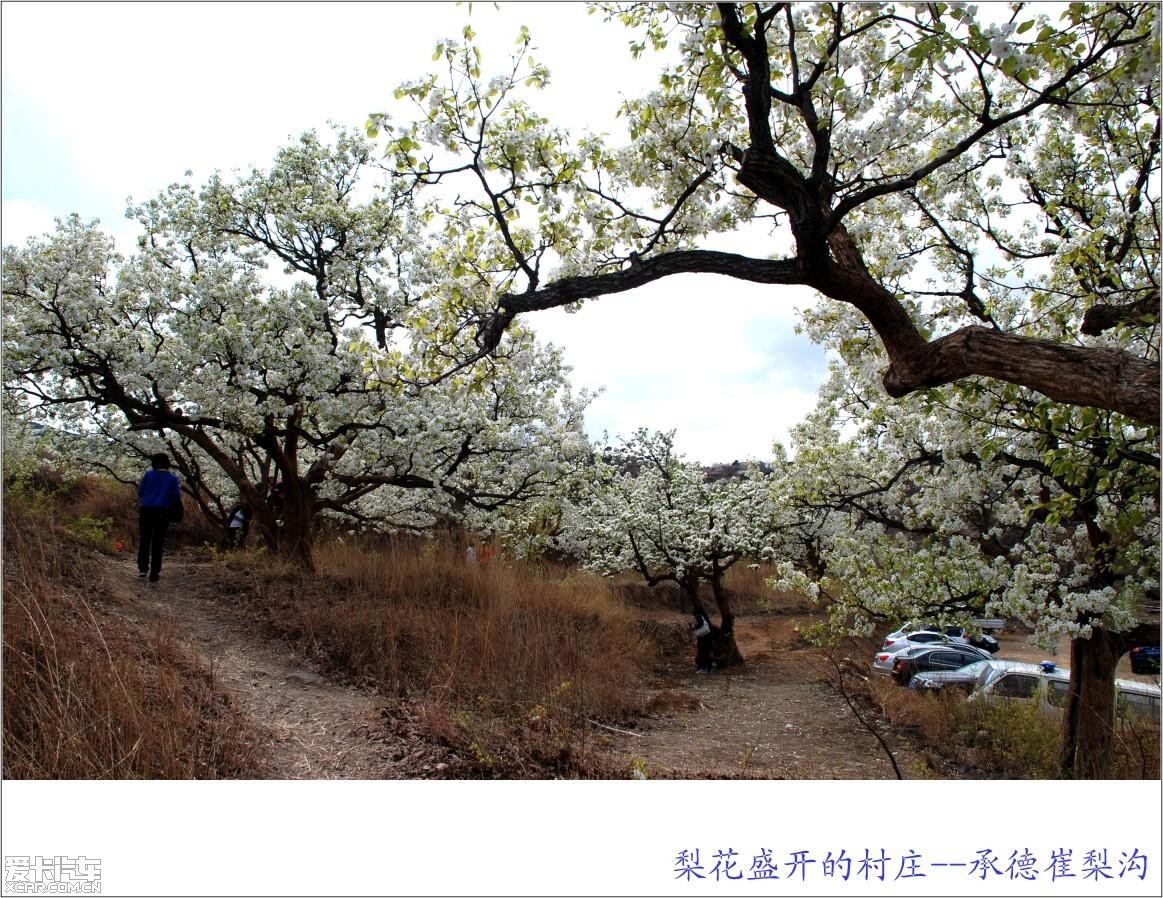 【图】梨花盛开的村庄—承德崔梨沟_11_河北论坛_爱卡