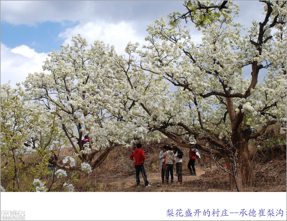 【图】梨花盛开的村庄—承德崔梨沟_9_河北论坛_爱卡