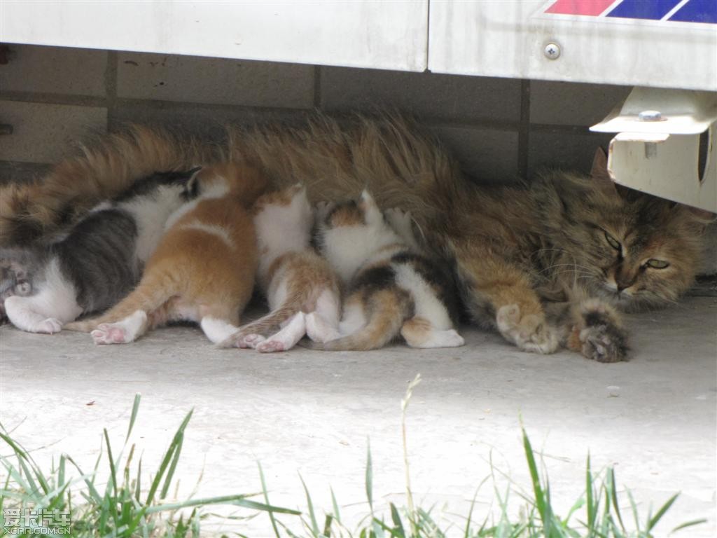 公司的常驻野猫,生了一窝小猫,很萌很天真!