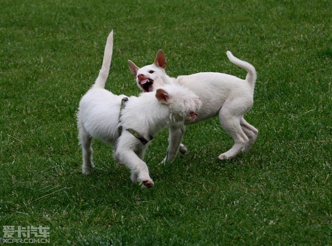 有无喜欢养犬的,看看贵州土狗下司犬