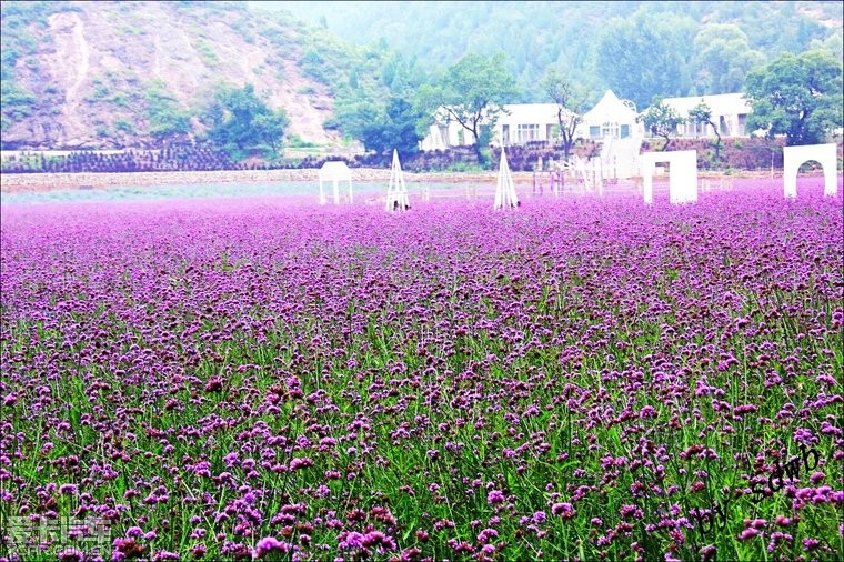 带你去看熏衣草--密云紫海香堤香草艺术庄园之