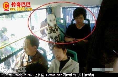 公交车怪事:狗有票坐着人没座站着_北京汽车论