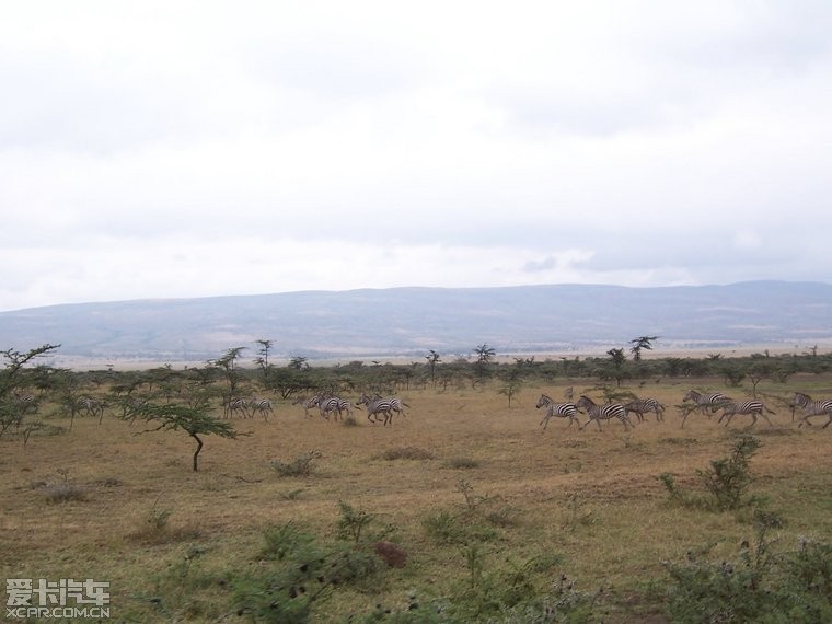 ★肯尼亚的 乞力马扎罗山 火烈鸟 狮子 豹子 羚