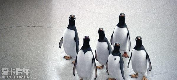 六只企鹅带来的人生感悟--看《波普先生的企鹅