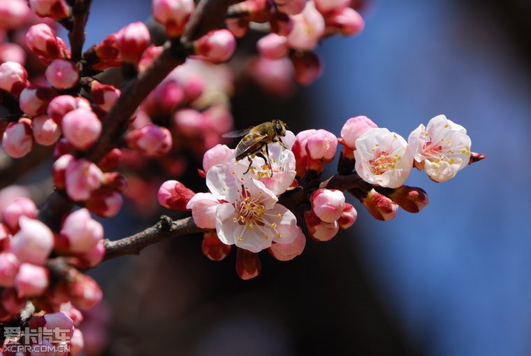 【含苞待放·桃花依旧笑春风】_江苏汽车论坛