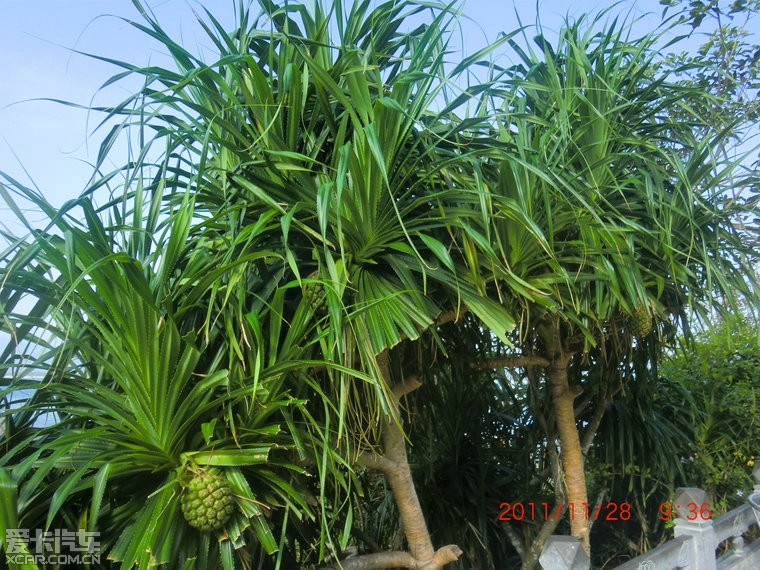 野菠萝树.