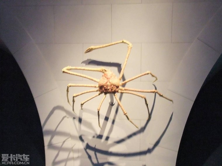 世界上最大的螃蟹:日本蜘蛛蟹