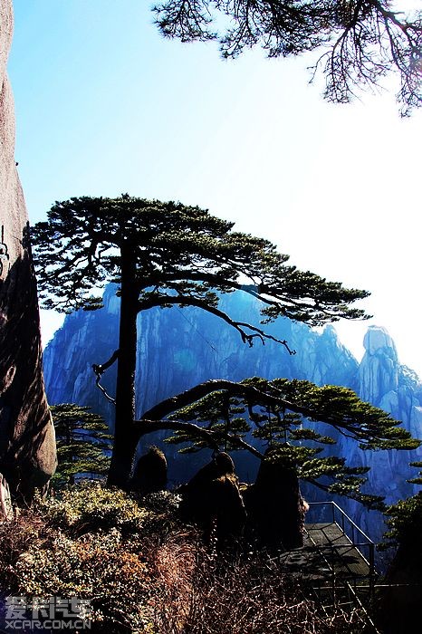 黄山迎客松