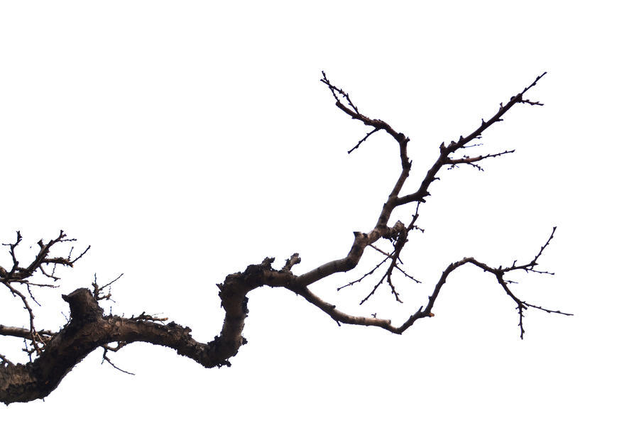 春天的老桃树:虬枝如发风中舞_摄影部落_照相