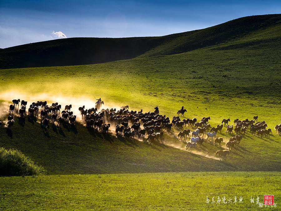 【风光】【原创】乌兰布统大草原，风吹草地见牛羊