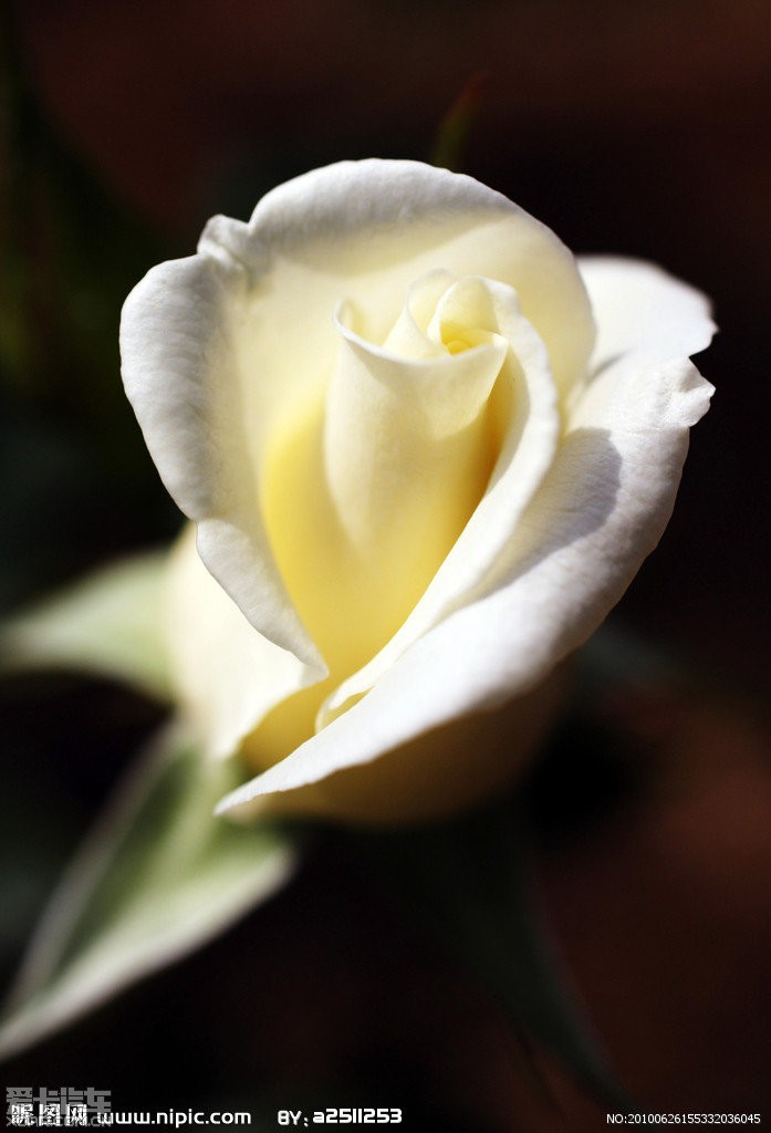 原来白玫瑰寓意深刻啊。_北京汽车论坛_XCA