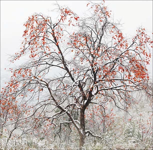 【图】雪中开逍客拍摄雪后柿子树美景_3_逍客论坛_爱卡汽车