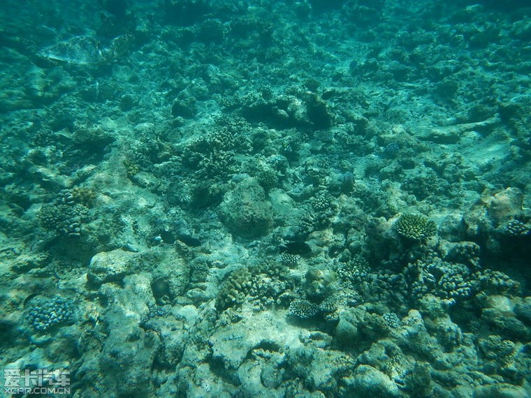 马尔代夫KIHAVAH(吉哈瓦)岛海床绝壁探险及星