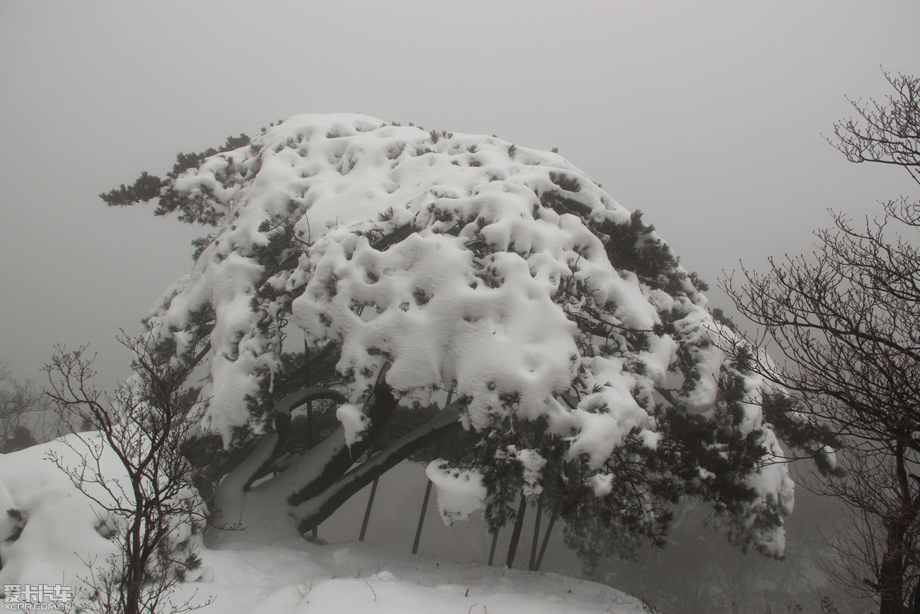 大雪把松树"压"弯了