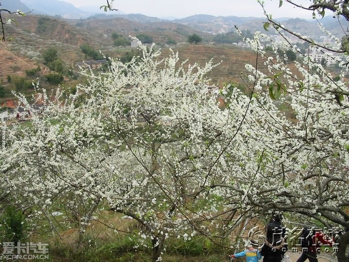 粤西信宜钱排镇李花观光