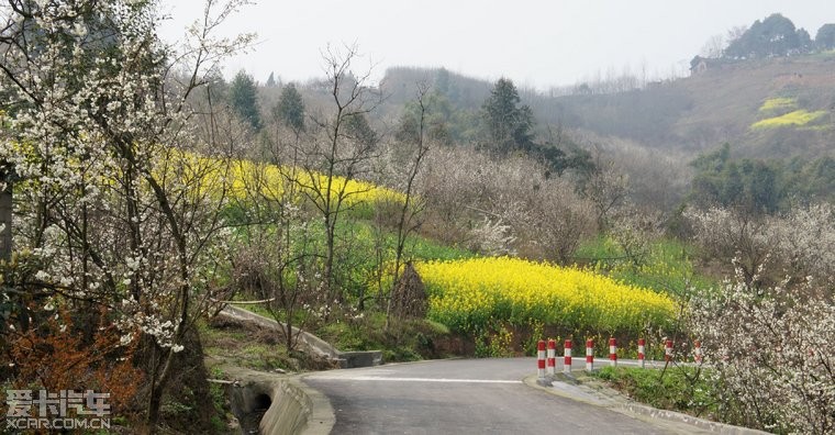 2012-03-13游记:崇州重庆路沿线油菜花,白塔湖及和道明樱桃沟的油菜花