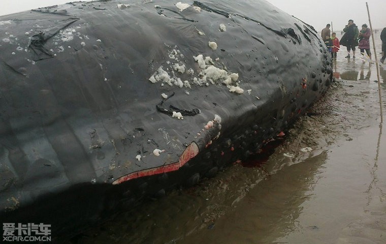 --江苏省盐城市滨海县4头成年鲸鱼登船,为神马