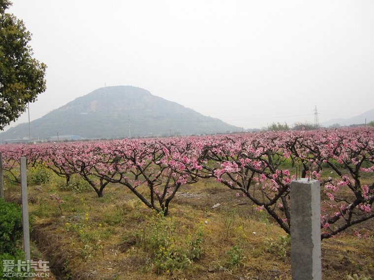 在那桃花盛开的地方无锡阳山桃花节