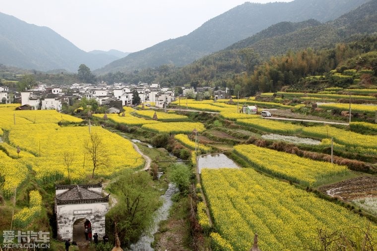 不争娇媚扮红妆 只绣平川一抹黄 春雨丝丝润万