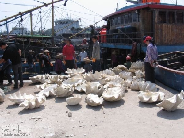 来中国渔民在黄岩岛采的那些玩意儿叫砗磲_