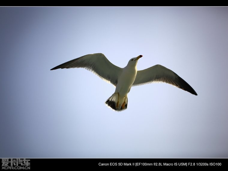 海鸥.大海.蓝天~5D2+百微 - 摄影部落 - 照相机
