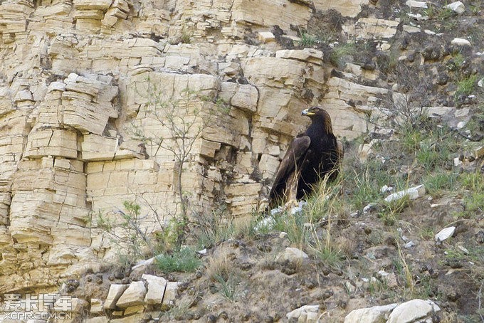 京西深山峡谷; 偶遇大型猛禽、国家一级保护动