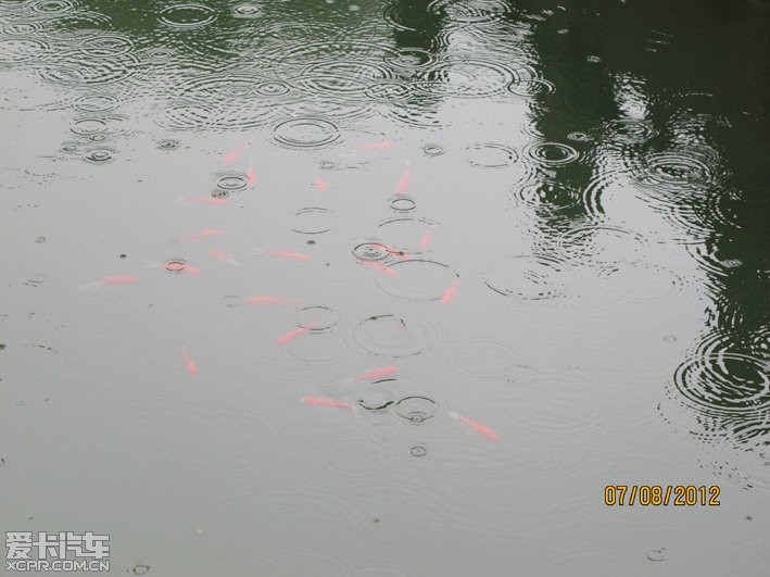 门口的鱼池,雨天也不错,哈哈!