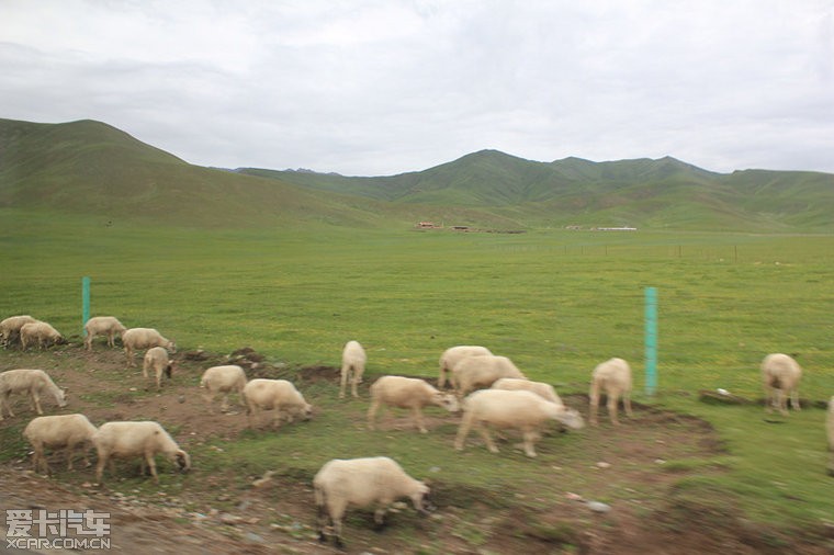 2012.7月游大美青海 赏魅丽风光(西宁-门源-祁