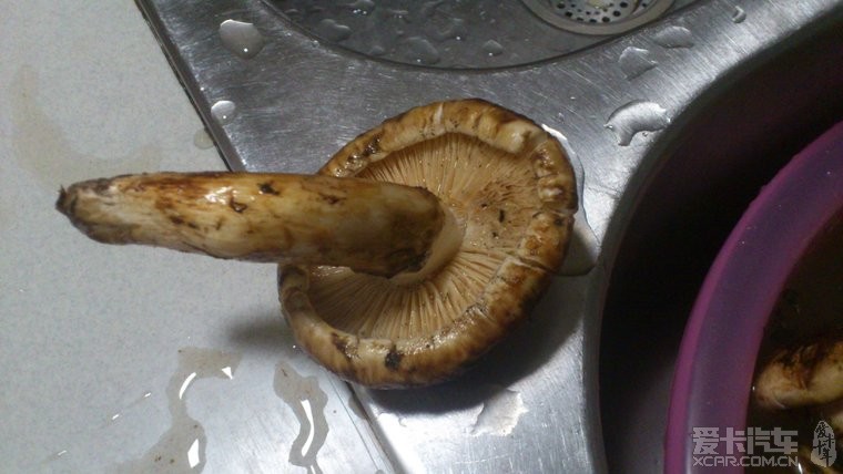 请问这是什么蘑菇?不是松茸?大家帮我鉴定。