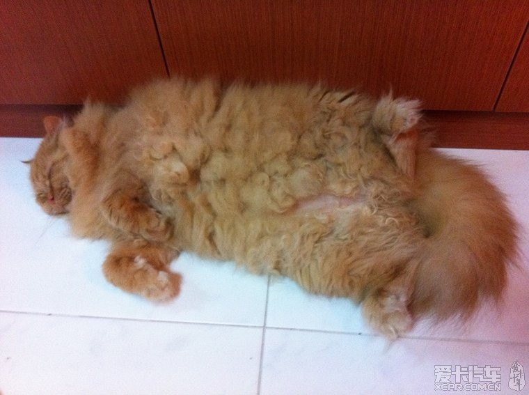 说说:猫的姿势。_北京汽车论坛_XCAR 爱卡汽