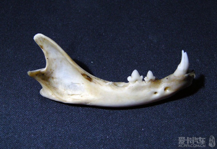 这是什么动物的下颌骨?或者是上颌骨?_奇骏论