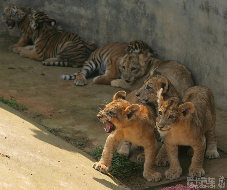洒家在九峰森林动物园遭遇老虎攻击,腿脚被撕