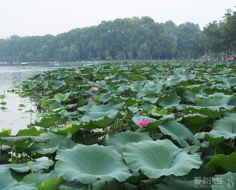 菜鸟练手在南京玄武湖公园里随边溜达随边拍的